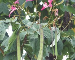 Bauhinia_purpurea_flower_fruit_twig
