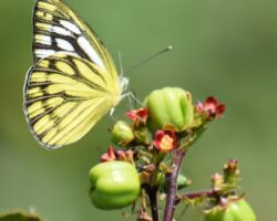Butterfly (1) (1)