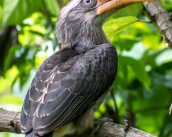 Indian grey hornbill
