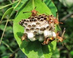 wasp nest